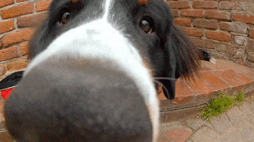 smelling bernese mountain dog GIF