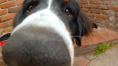 snout of the dog as he sniff the camera lens