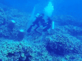 ocean fish GIF by Earthjustice