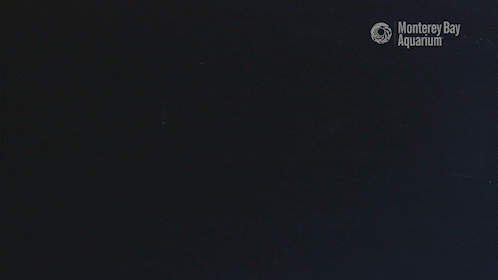 Mola Mola Sunfish GIF by Monterey Bay Aquarium - Find & Share on GIPHY