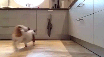 Laser_raptor go fuck yourself GIF