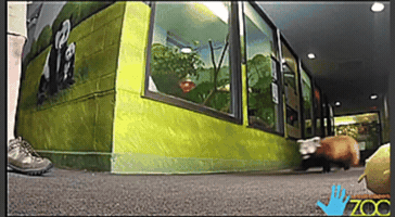 tobiasgallmetzer  GIF