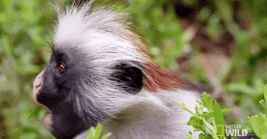 Chewing Eating GIF by Nat Geo Wild