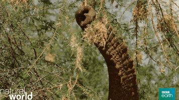 nature's epic journeys eating GIF by BBC Earth