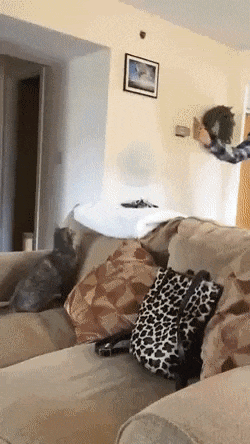thachhtm  GIF
