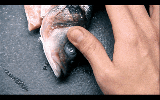 oaao213  GIF