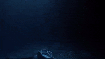 Manta Ray Ocean GIF by PBS
