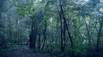 Forest Woods GIF by BuzzFeed
