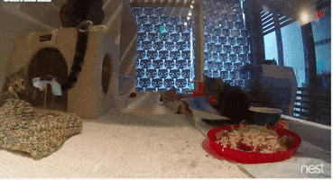 brokelyn  GIF