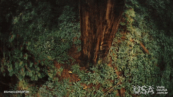 America Wild Film GIF by Visite os USA