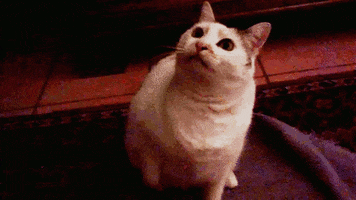 dodecosini cat horror fat fatcat GIF