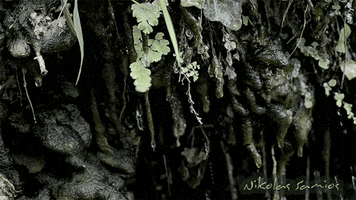 nikolas  GIF