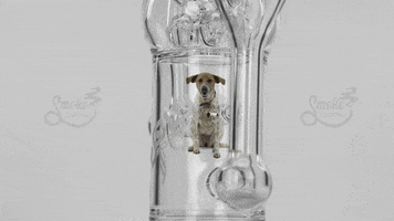 smokecartel dog trippy flower water GIF