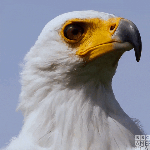 David Tennant Bird GIF by BBC America