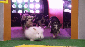 Bunny Pig GIF by Puppy Bowl