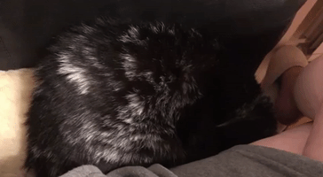 Cat Sleeping GIF