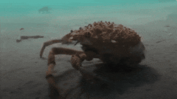 Japanese Spider Crab GIF
