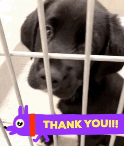 Cat Thank You Gif Funny