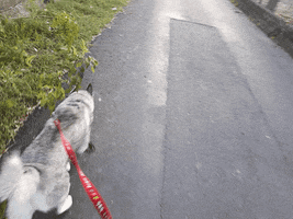 a2doaw5ldeb5ywhvby5jb20udhc  GIF