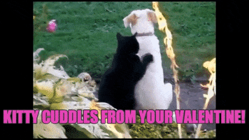 valentines day cats GIF by Studio 360