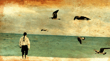 carlisle beach seagull carlisle antonio jonathan livingston seagull GIF