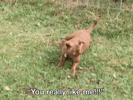 Dogs GIF by Badass BK