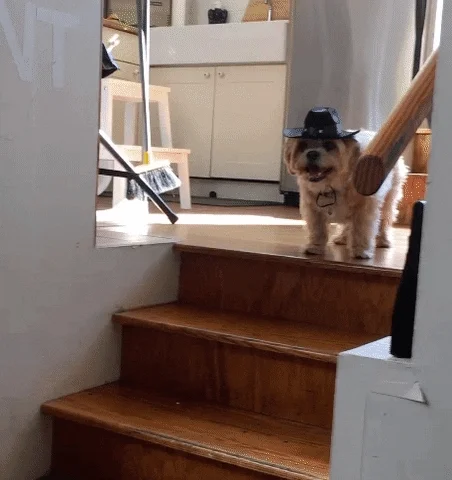 Dog Cowboy Hat GIF