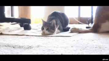 galore  GIF