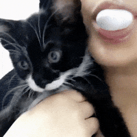Bubble Gum Cat GIF by Demic