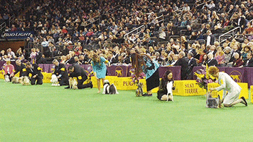 toy group dog GIF by Westminster Kennel Club