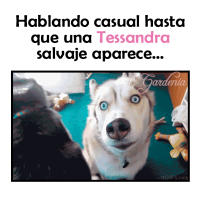 ljbernals #wattpad #ljbernals #meme #husky #humor GIF