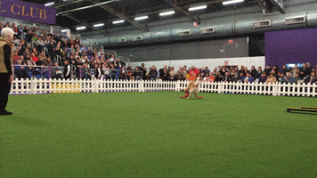 golden retriever dogs GIF by Westminster Kennel Club