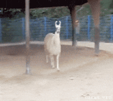 No Thank You Diva GIF by Demic