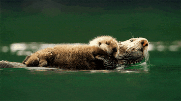 Wildlife gif. A mother otter on Spy in the Wild swims on her back on the surface of the water, holding a baby on her stomach, which looks around curiously. She looks back behind her to see where she's going as she swims.