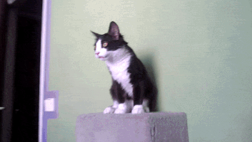 zlatko what? GIF