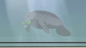 platypus manatee GIF by South Park 