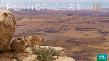 planet earth 2 baby GIF by BBC Earth