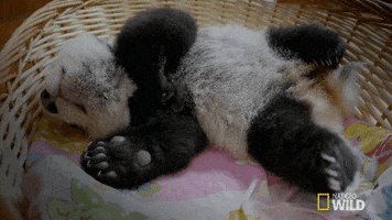 Sleepy Baby Panda GIF by Nat Geo Wild
