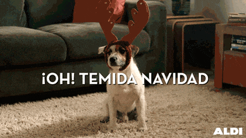 Ad gif. Dog wears a pair of antlers as a headband, sitting on a rug, and looking left and right. Text, "Oh! Temida navidad."