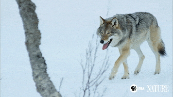 nature pbs wolf GIF by ThirteenWNET