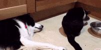 andrearomano-8fc3  GIF