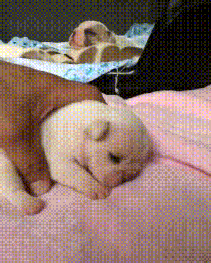 Puppy Yawn GIF by JustViral