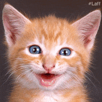 Cat Celebrate GIF by Laff