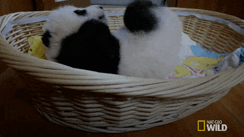 Wildlife gif. Baby panda stretches out cozily inside of a wicker laundry basket.