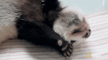 Panda Stretching GIF by Nat Geo Wild
