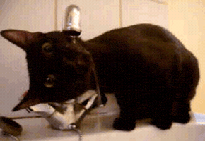 Omigu cat cute dog gif GIF