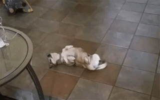 olesiatelegina  GIF