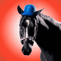 horse hat GIF by mike del forno