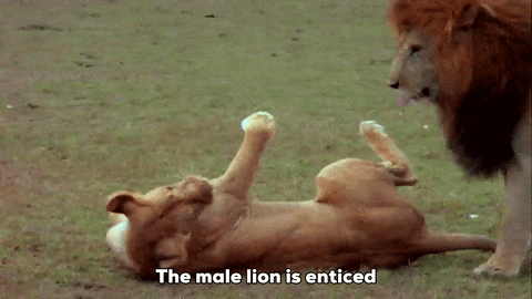 Dieren in het wild gif.  Een leeuwin rolt om terwijl een leeuw over haar heen staat.  Tekst: "De mannetjesleeuw wordt verleid door de soepele borsten en stevige achterkant van het vrouwtje."
