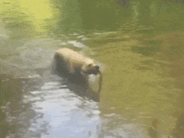 dragonfly  GIF